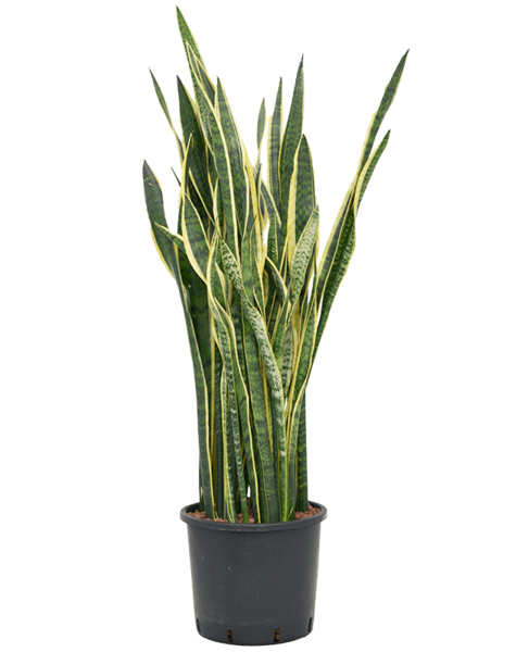 Hydroplant Sansevieria - promotion