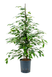 Hydroplant Ficus Benjamina Danita - promotion