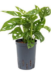 Hydroplant Monstera obliqua - promotion