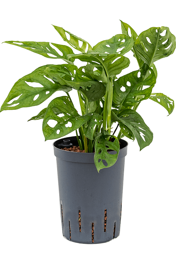 Hydroplant Monstera obliqua - promotion