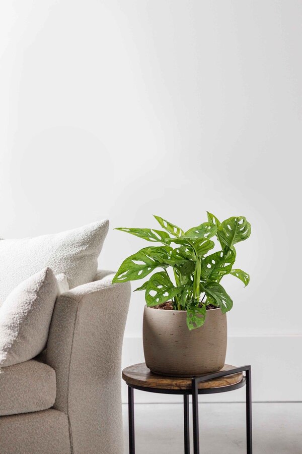 Hydroplant Monstera obliqua - promotion