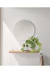 Hydroplant Monstera obliqua - promotion