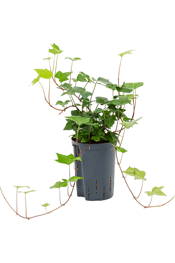 Hydroplant Hedera Algeriensis Montgomery - promotion