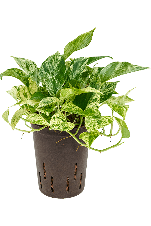 Hydroplant Scindapsus (Epipremnum) Marble Queen - promotion