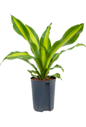 Hydroplant Dracaena Fragrans Burley - promotion