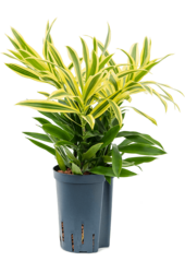 Hydroplant Pleomele (Dracaena) Reflexa Song Of Sri Lanka - promotion