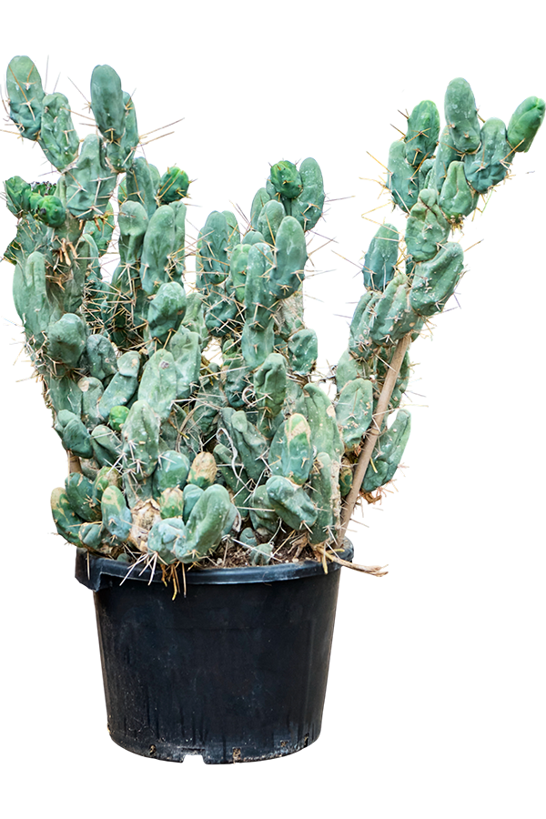 Trichocereus Bridgesii Monstrosus