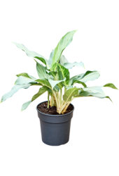 Aglaonema Ghost