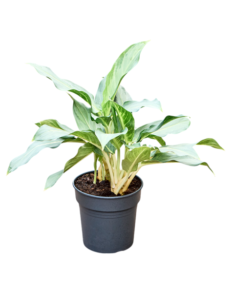 Aglaonema