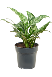 Aglaonema Maria
