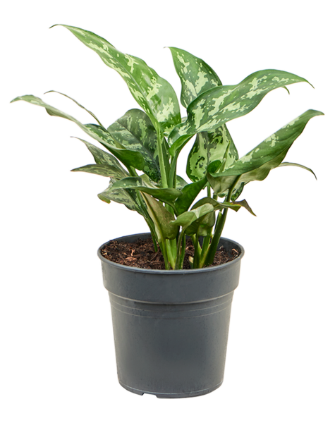 Aglaonema