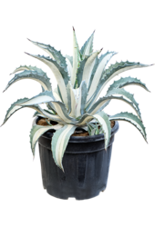 Agave Amerciana Mediopicta Alba