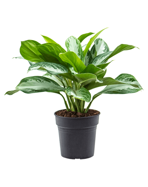 Aglaonema