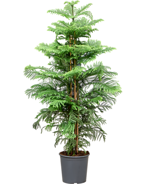 Araucaria