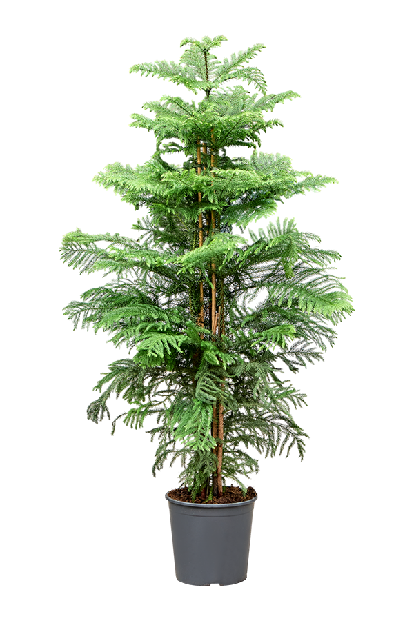 Araucaria Heterophylla