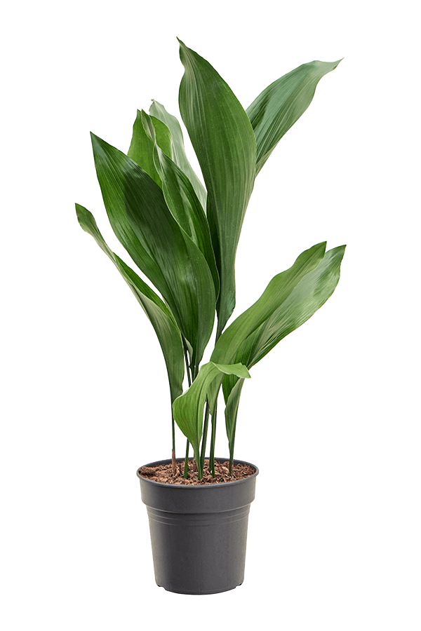 Aspidistra Elatior