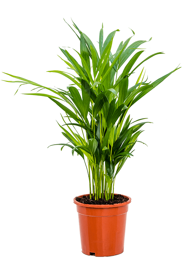Dypsis (Areca) Lutescens