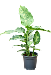 Dieffenbachia tacheté
