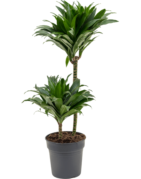 Dracaena