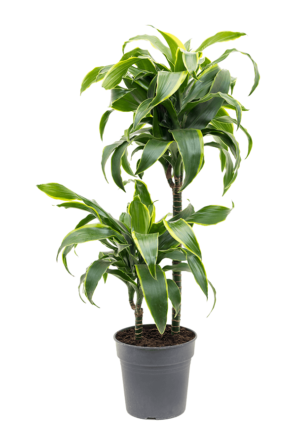 Dracaena Fragrans Dorado