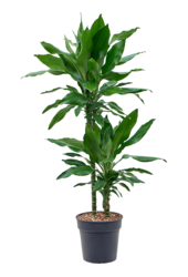 Dracaena Fragrans Burundii
