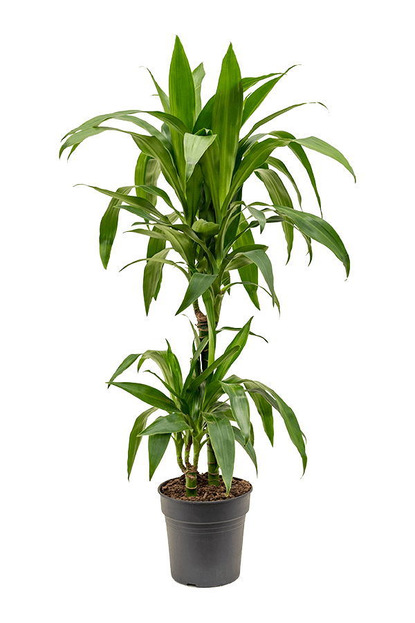 Dracaena Fragrans Janet Craig