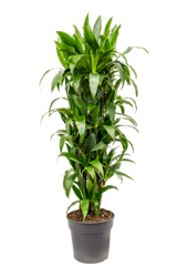 Dracaena Fragrans Janet Craig