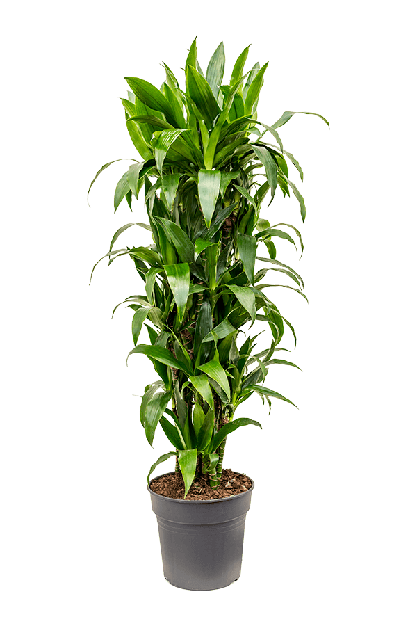 Dracaena Fragrans Janet Craig