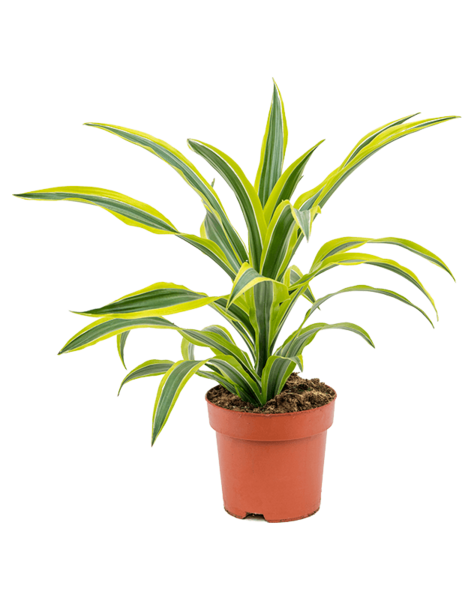 Dracaena