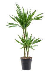 Dracaena Fragrans Riki