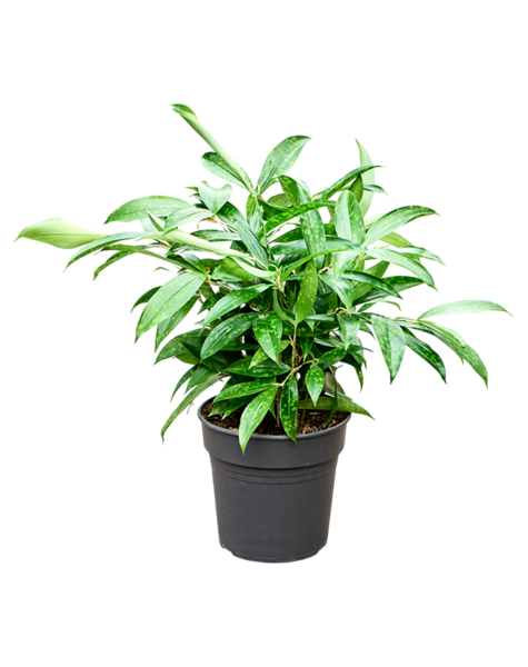 Dracaena