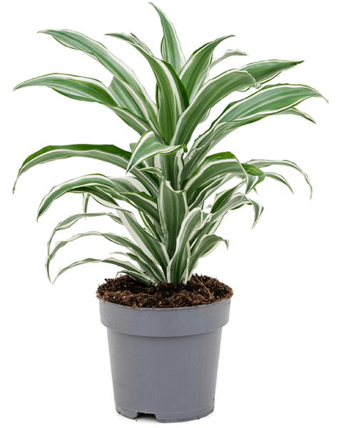 Dracaena