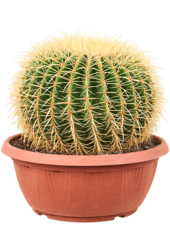 Echinocactus Grusonii