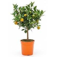 Agrumes Calamondin
