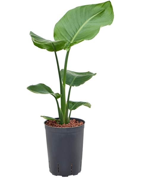 Hydroplante Strelitzia - Vente