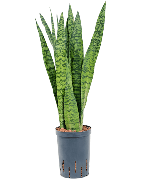 Hydroplante Sansevieria - Vente
