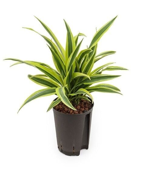 Hydroplant Dracaena - Promotion