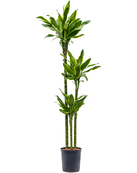Hydroplant Dracaena - Vente