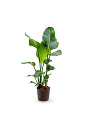 Hydroplant Strelitzia nicolai - Vente