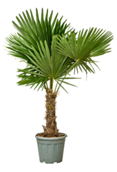 Trachycarpus Palmier de Chine M