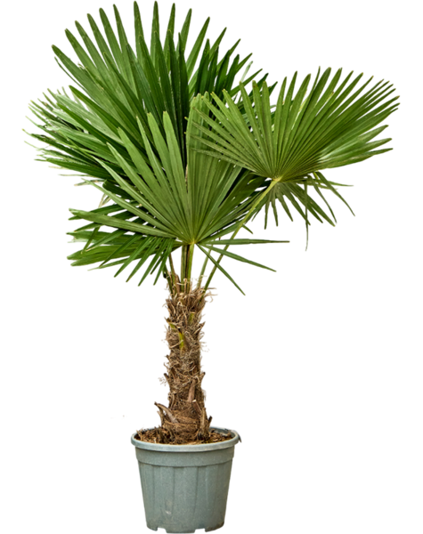 Trachycarpus