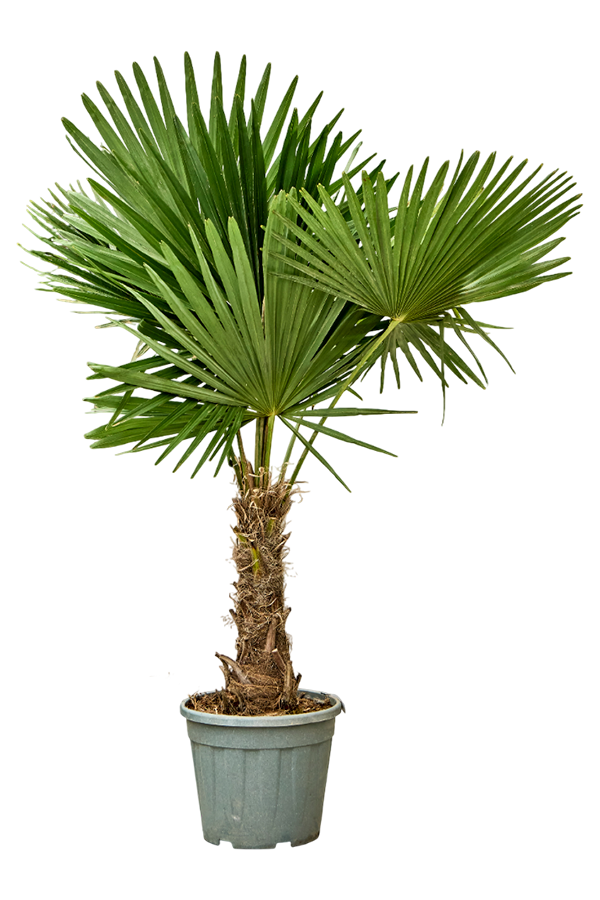 Trachycarpus Palmier de Chine M