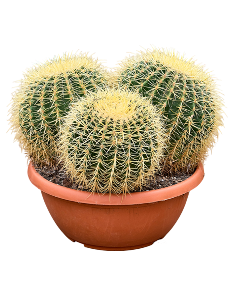 Échinocactus
