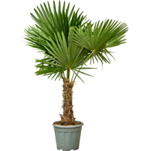 Trachycarpus