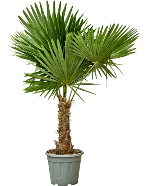 Trachycarpus