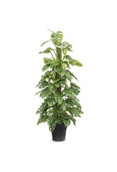 Monstera Obliqua tuteur en mousse - SOLDES