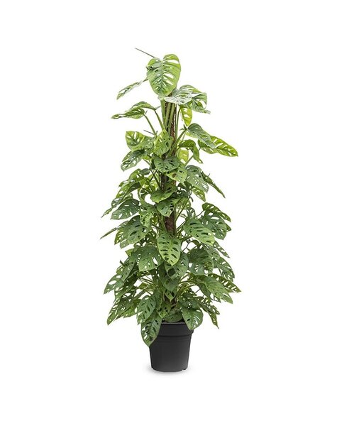 Monstera - SOLDES
