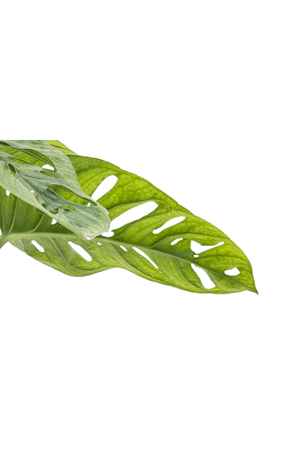 Monstera Obliqua tuteur en mousse - SOLDES
