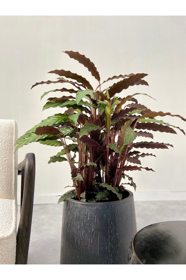Calathea Rufibarba M - PROMO
