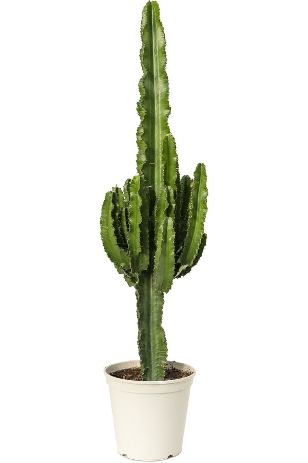 Euphorbia erytrea - SALE